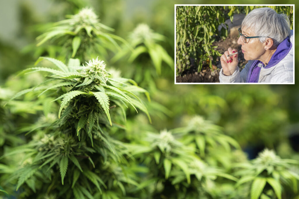 Consumption of cannabis between the elderly continues to increase, and so do the health risks.