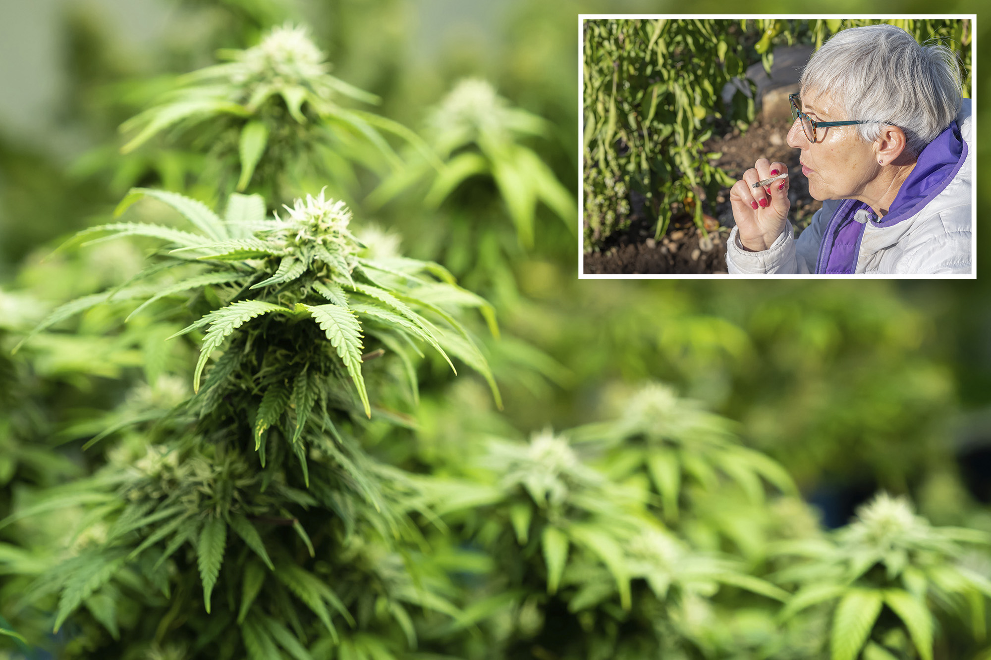 Consumption of cannabis between the elderly continues to increase, and so do the health risks.